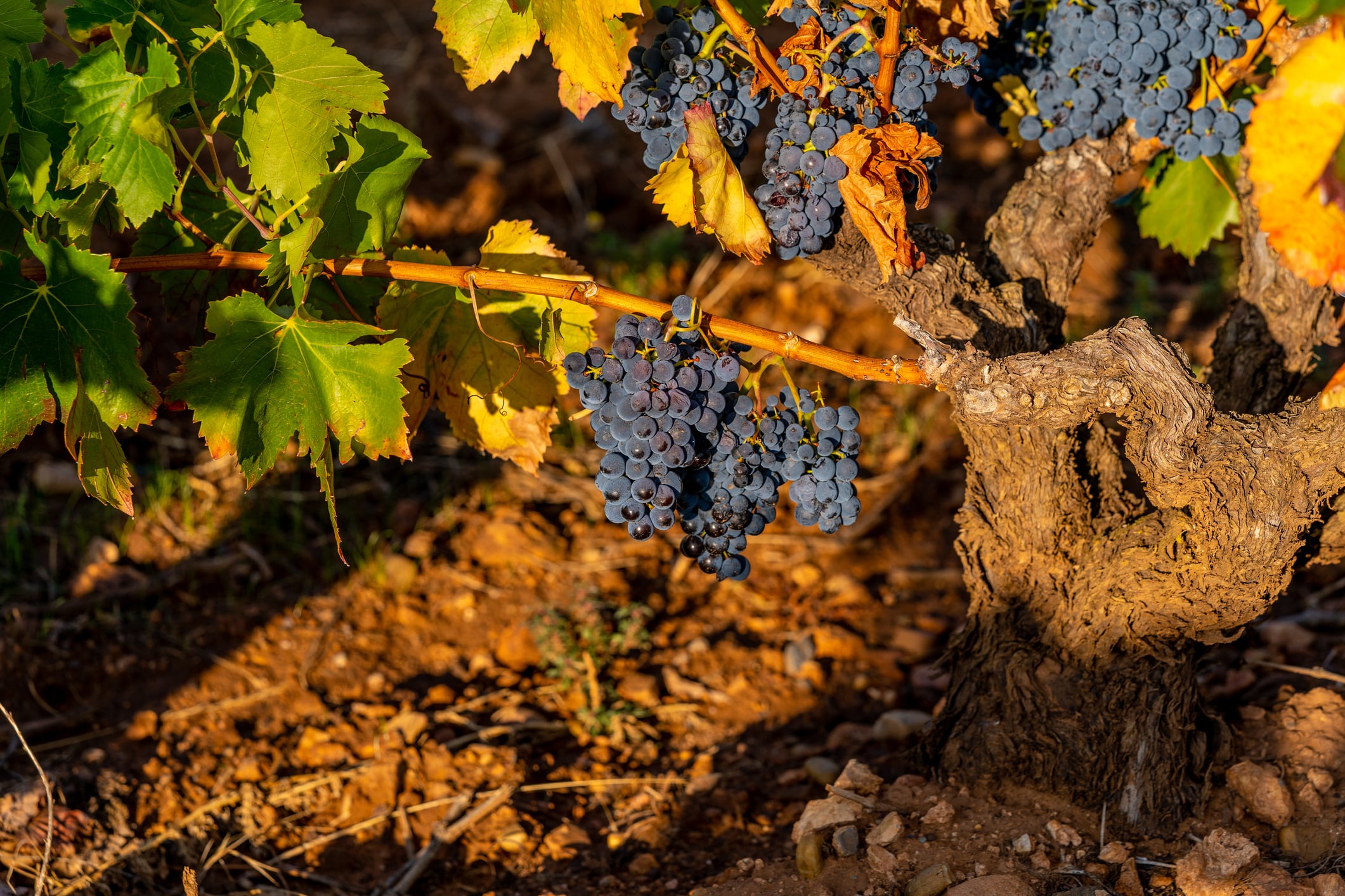 Racimos de uva en un viñedo de Rioja Alavesa