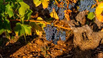 La UAGR denuncia la precaria situación del campo riojano