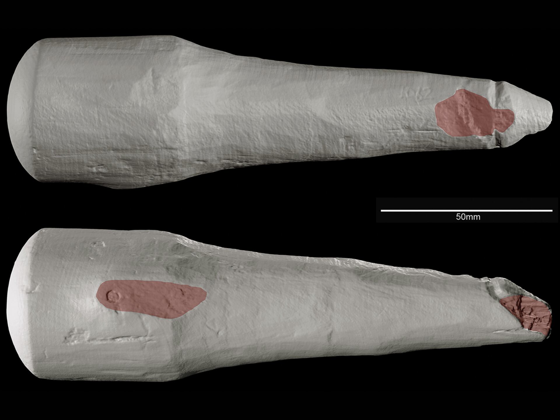 Áreas más deterioradas en el falo de Vindolanda.