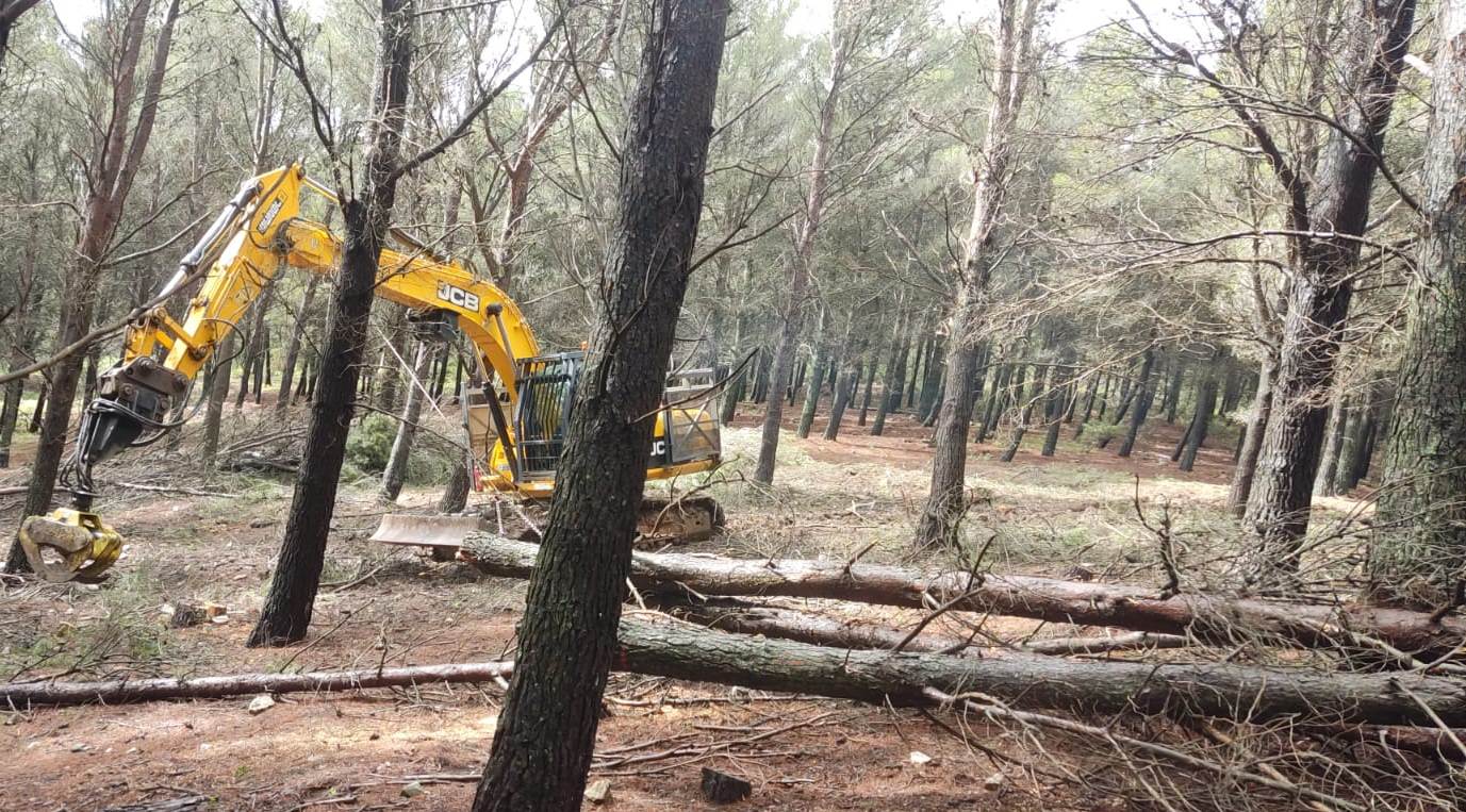 Extracción de madera