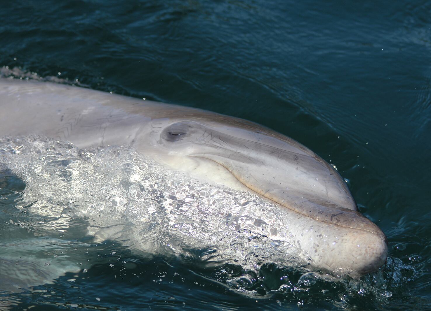 Imagen de Manoliño facilitada por la Cemma