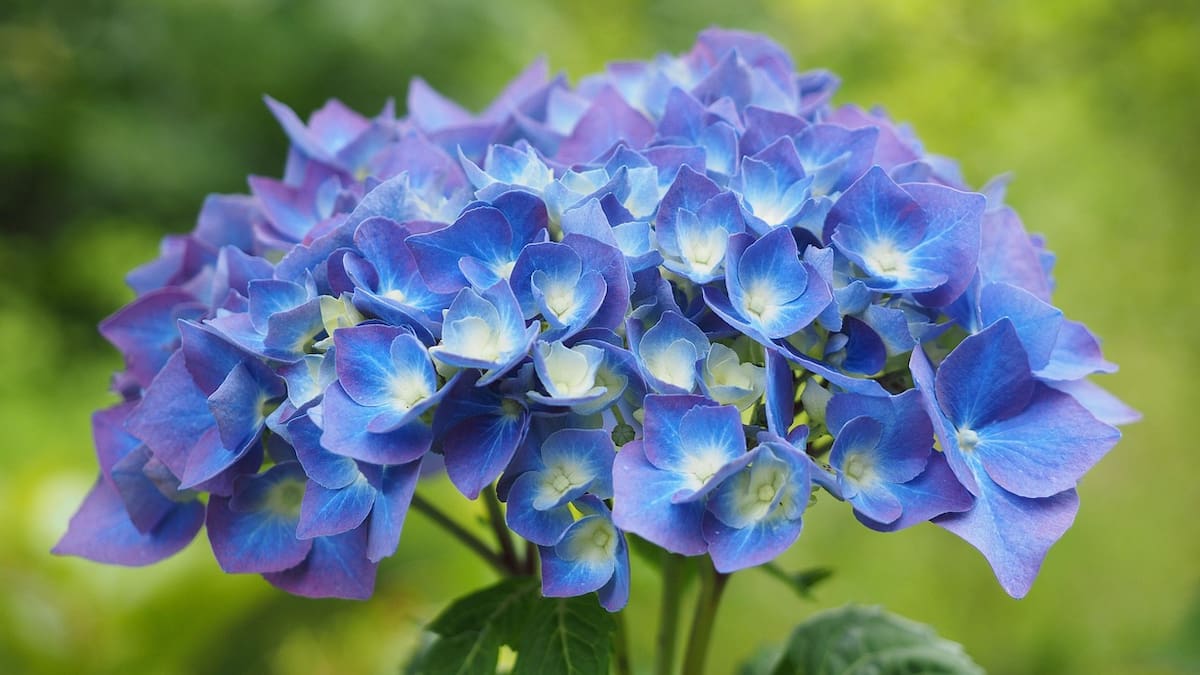 Espacio de Botánica sobre las plantas acidófilas