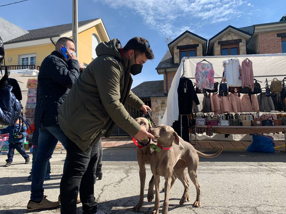La Feria de Perros de Caza permite a Camponaraya "matar dos pájaros de un tiro": disfrutar de los ejemplares y avivar el turismo cinegético