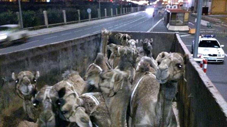 Dromedarios hacinados