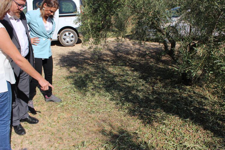 El consejero de agricultura, Rodrigo Sánchez Haro, ha visitado explotaciones agrarias afectadas a consecuencia de la tormenta de granizo en Alcaudete