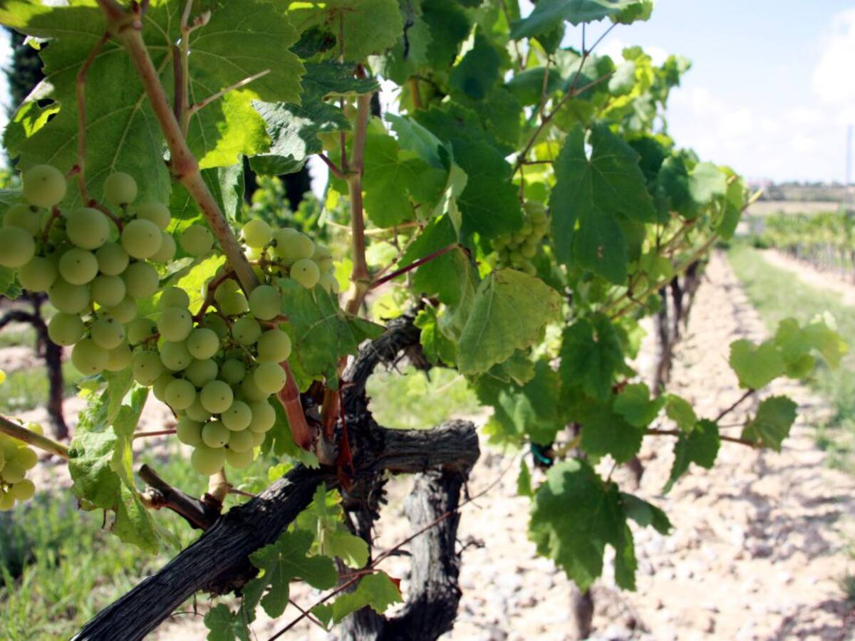 "La sobreproducció mundial no posa en risc els vins del Priorat"