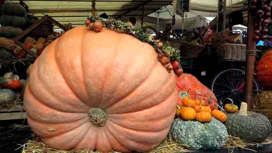 Una calabaza gigante vista, el pasado 9 de octubre, en un mercado de Roma (Italia).