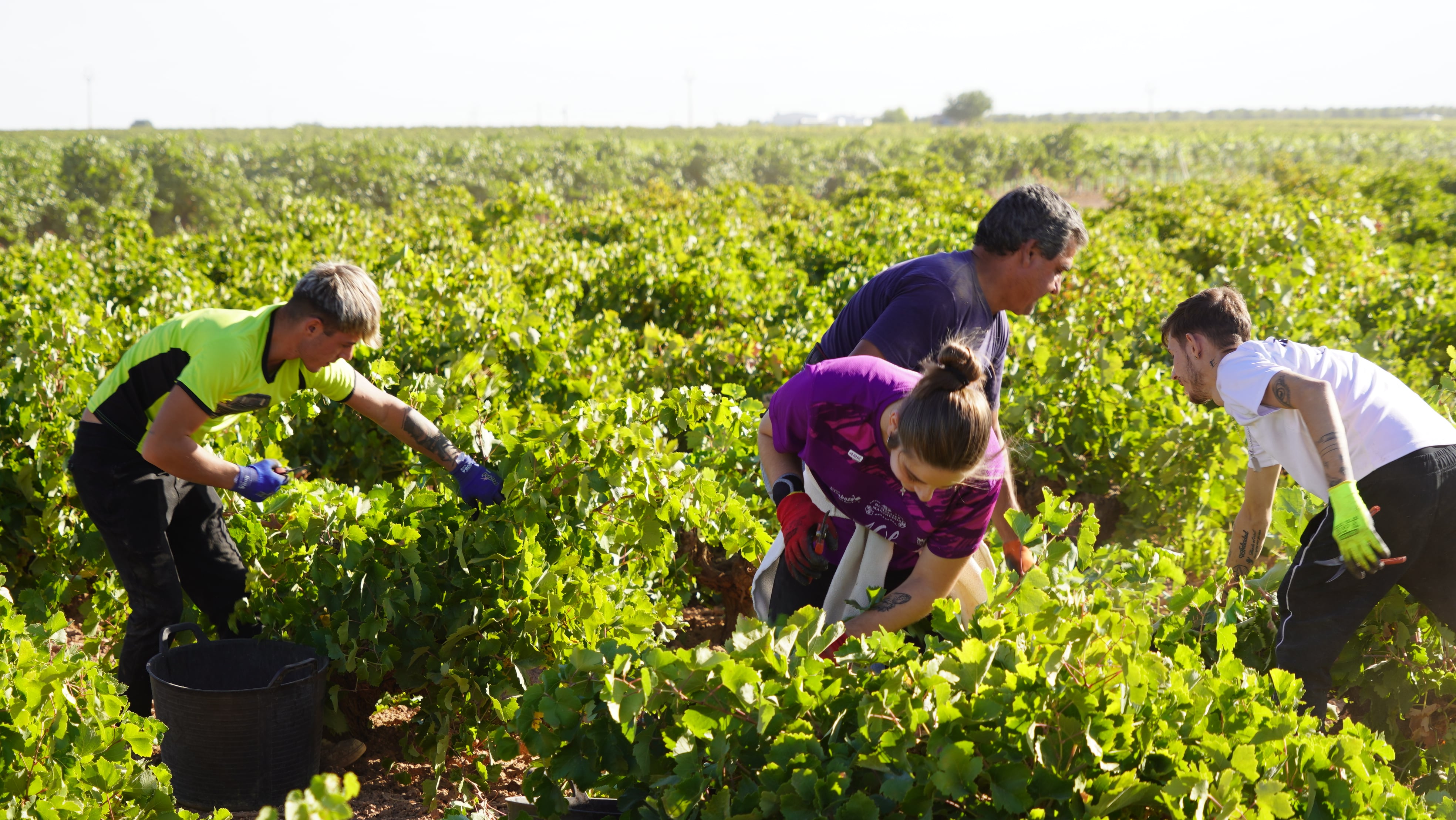 Vendimiadores en esta campaña 2025