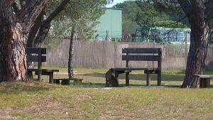 Ejemplar de lince Ibérico en el centro de visitantes del Acebuche en Doñana