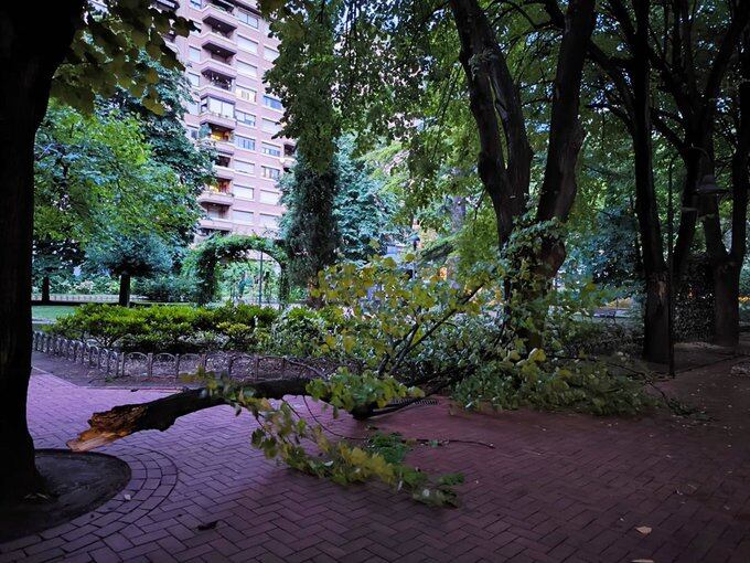Un árbol caído a causa de la tormenta en Logroño (La Rioja) | Europa Press