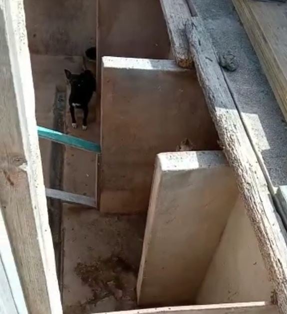 Uno de los perros encadenado en el municipio de Tinajo.