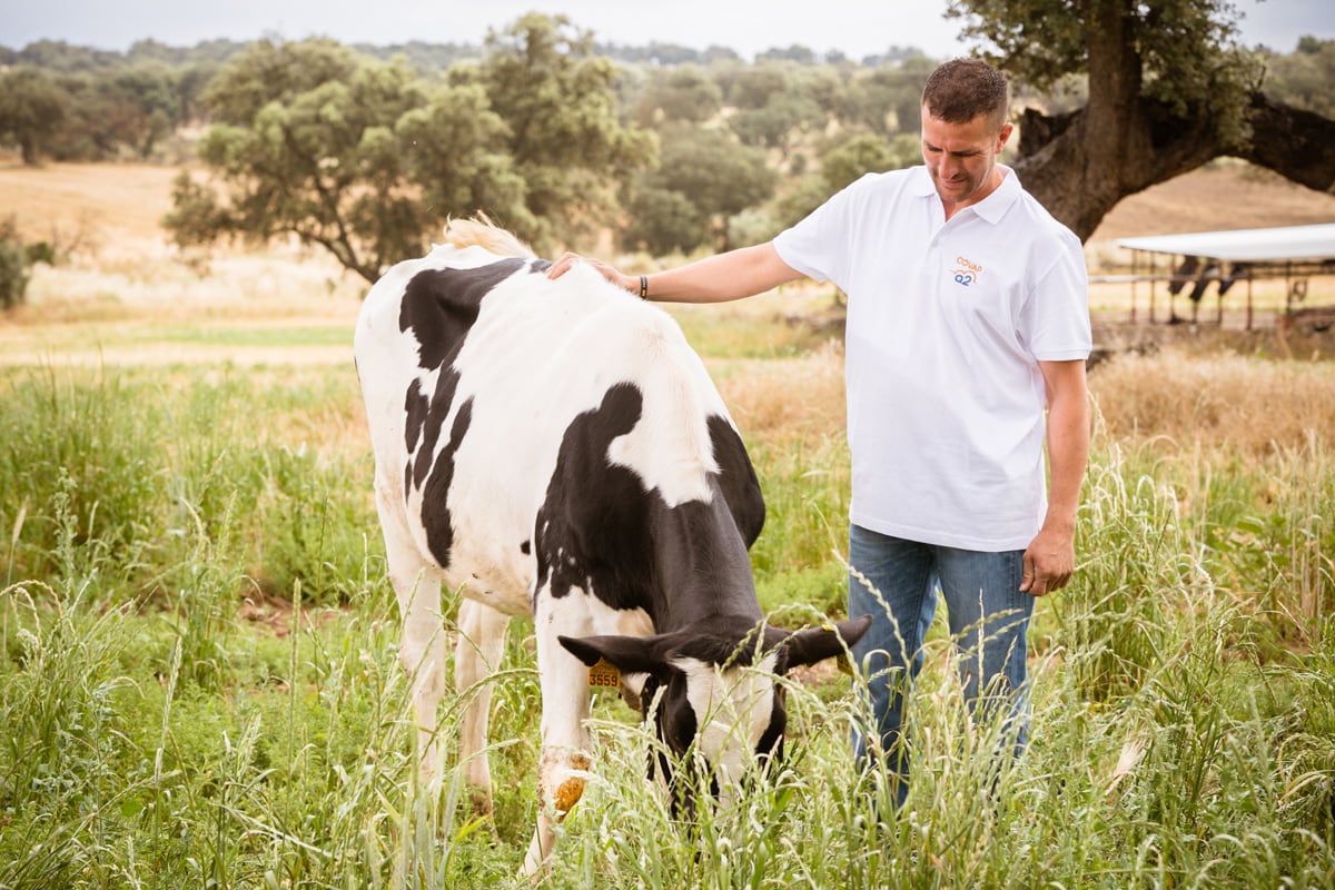 Vaca pastando en el Valle de los Pedroches (Prensa Covap)