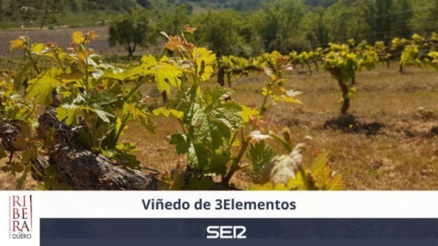 VIñedo de 3Elementos