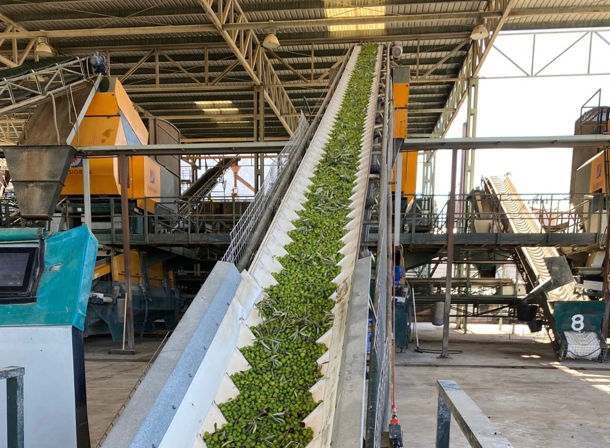 Aceitunas en una cinta transportadora en una cooperativa de Sierra Mágina.