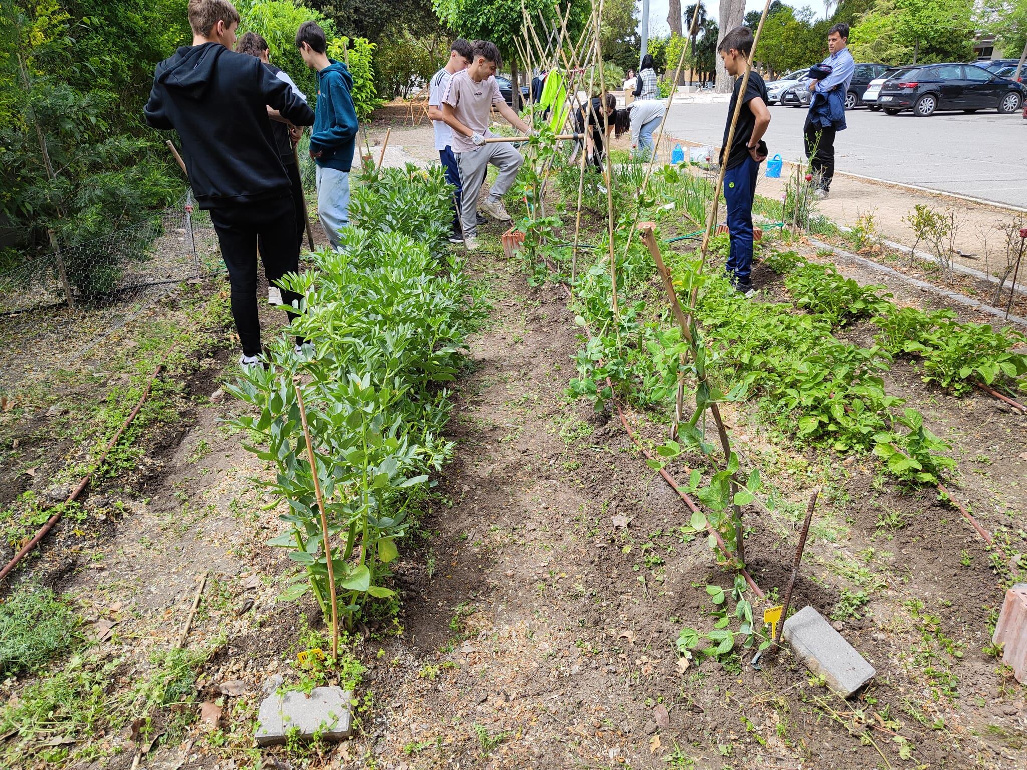 Huerto con alumnos