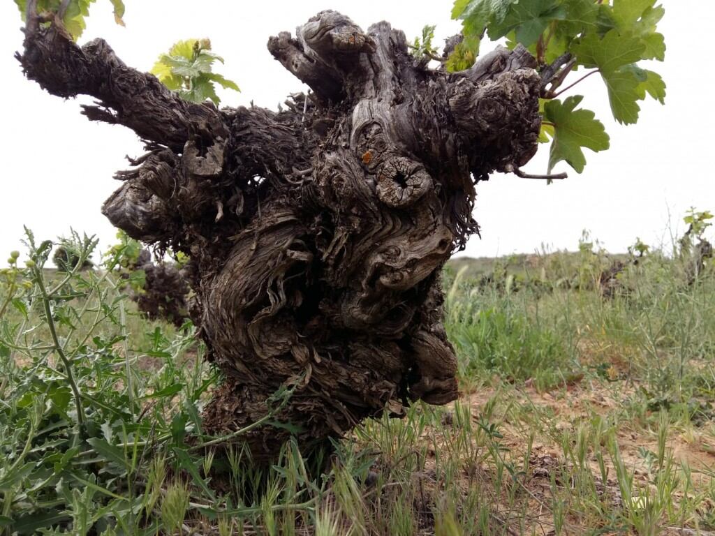 Viñas Viejas de Soria