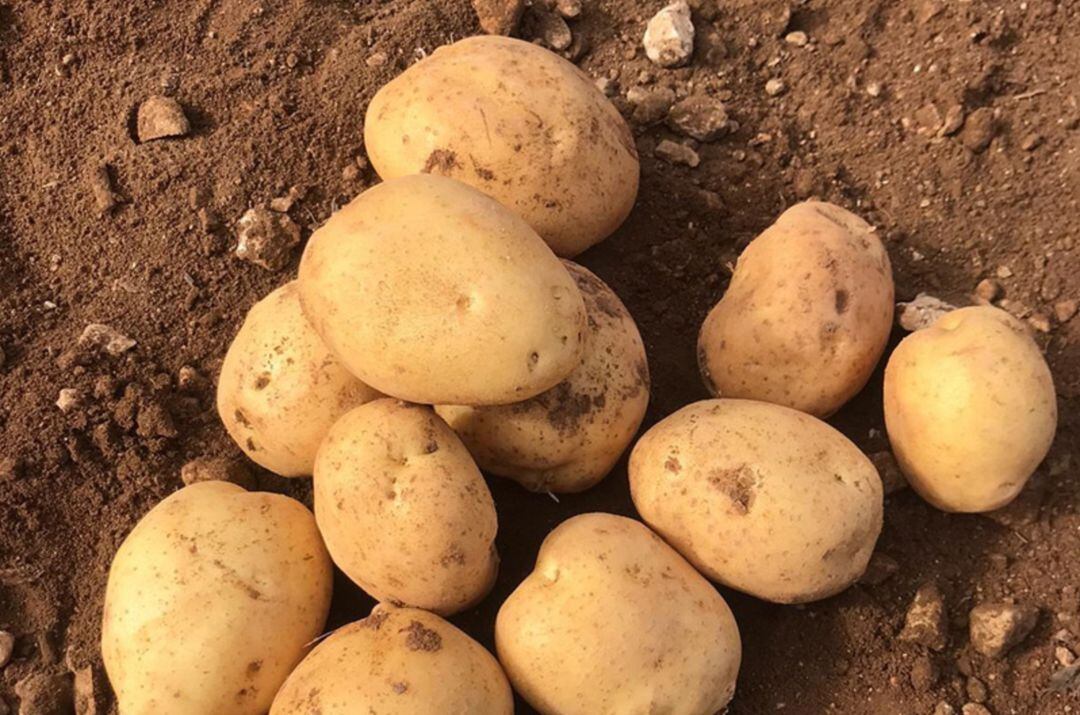 Patatas de variedad sylvana de la empresa de San Clemente (Cuenca) &#039;El abuelo de Martín).