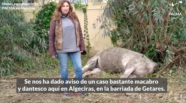 Animal sin cabeza en Algeciras