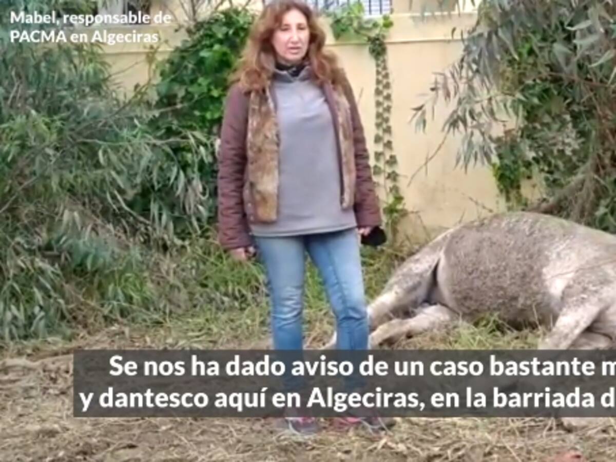 Denuncian la aparición del cadáver de un caballo sin cabeza en Algeciras