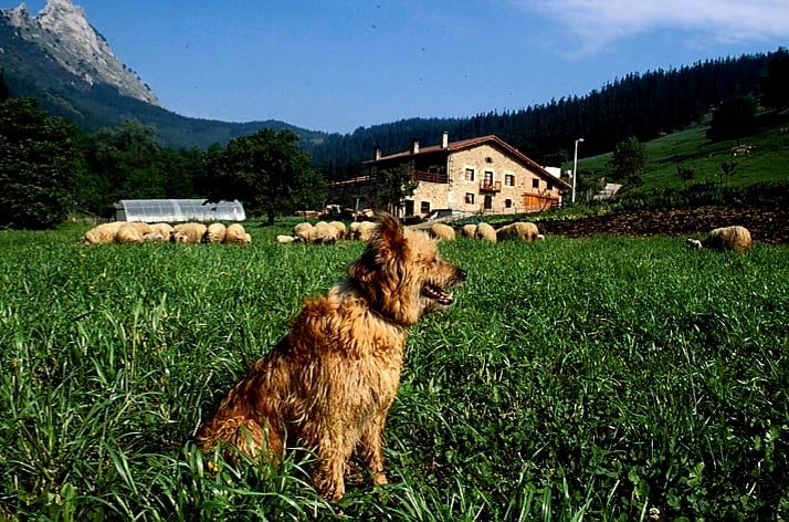 Perro pastor vasco con su rebaño de ovejas