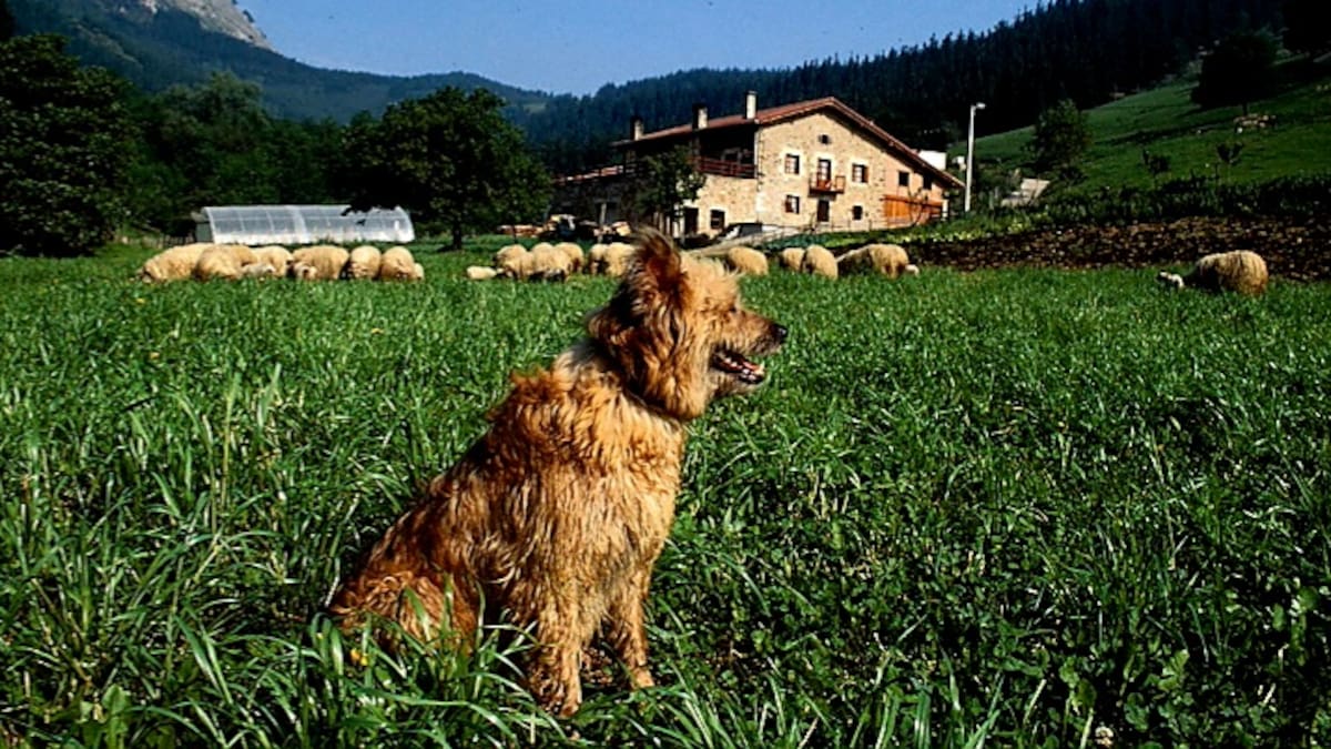 Retiran el permiso a una asociación para llevar el libro genealógico del perro pastor vasco por "incumplimientos" en la gestión