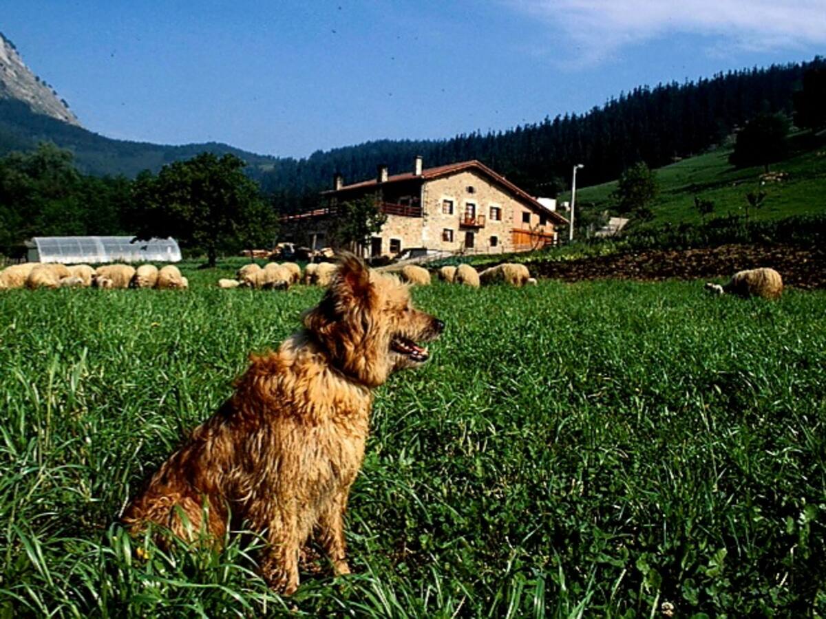 Retiran el permiso a una asociación para llevar el libro genealógico del perro pastor vasco por "incumplimientos" en la gestión