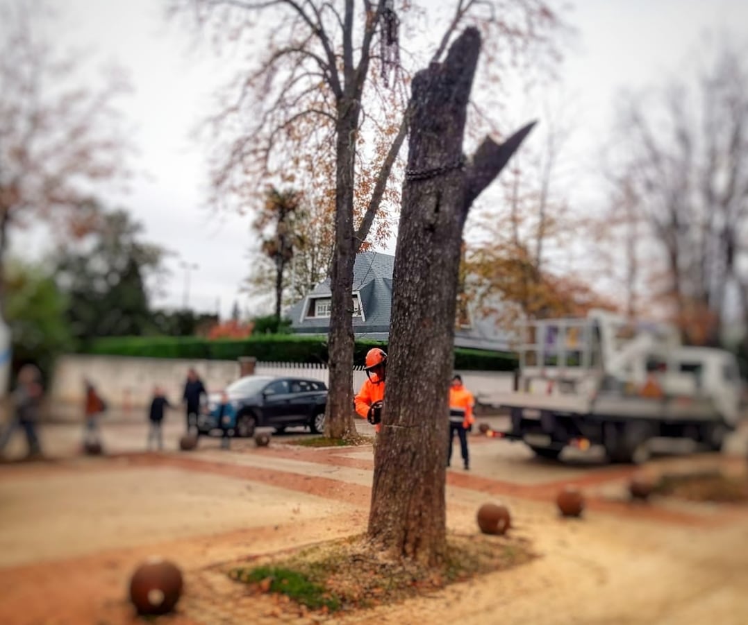 Operarios talando un árbol en el Paseo de La Senda
