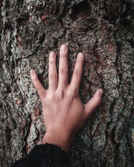 Una persona toca la corteza de un árbol