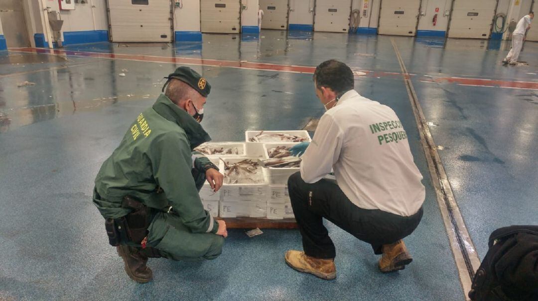 Inspectores de la Guardia Civil y de la Junta de Andalucía comprueban el pescado inmaduro incautado en la provincia de Jaén