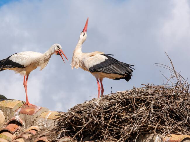 GRAF9019. ALFARO (LA RIOJA), 16/04/2023.- El cielo de Alfaro (La Rioja) revive esta primavera el "crotoreo" del millar de ejemplares de cigüeña blanca llegadas desde África, en cuya Colegiata de San Miguel se asienta la mayor colonia urbana de Europa de esta especie en un único edificio, con más de un centenar de parejas.- EFE/Raquel Manzanares