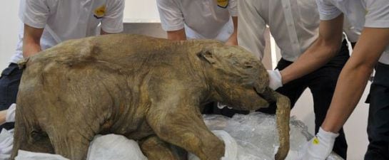 Un bebe mamut encontrado en muy buen estado con 42.000 años de antigüedad