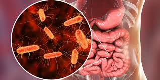 Escherichia coli (E.coli) es una bacteria ubicada en el intestino de los seres humanos y otros animales de sangre caliente