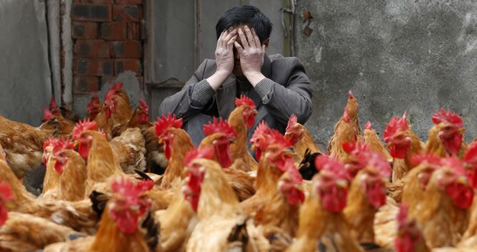 Un criador chino cubre su rostro mientras se sienta detrás de sus gallinas, que en principio no están infectadas con el virus H7N9
