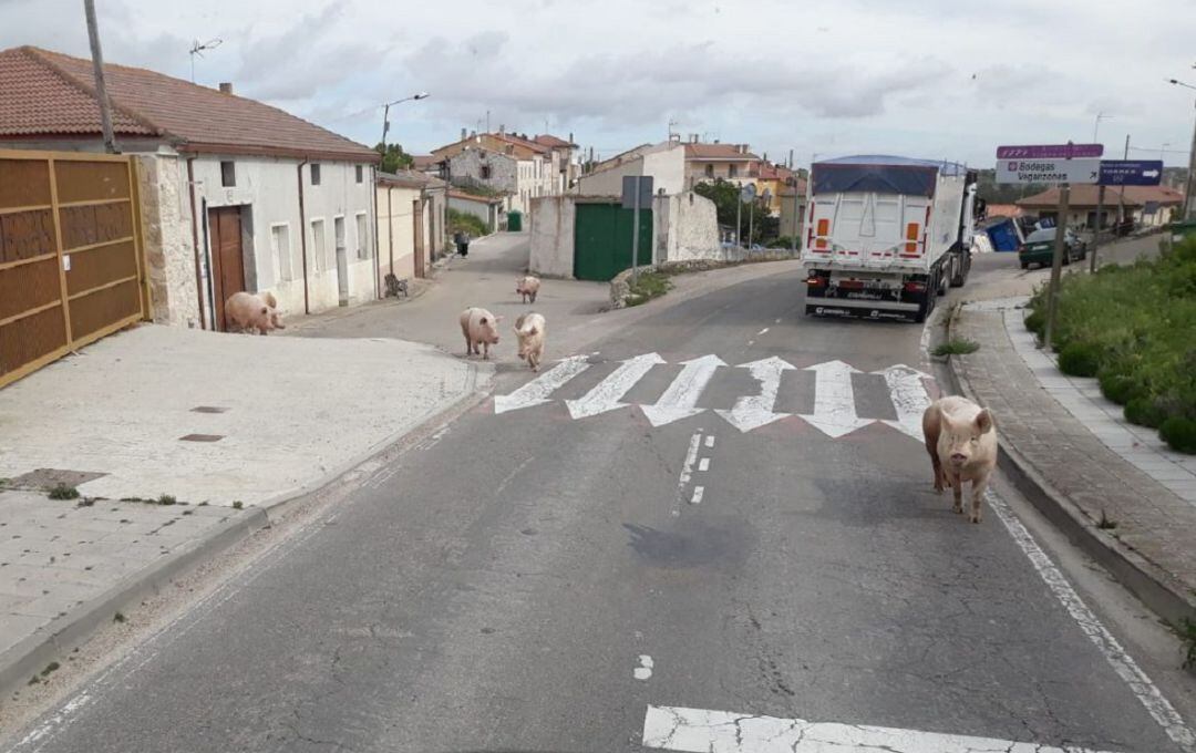 Vuelca un camión de cerdos en la carretera de Cuéllar a Peñafiel