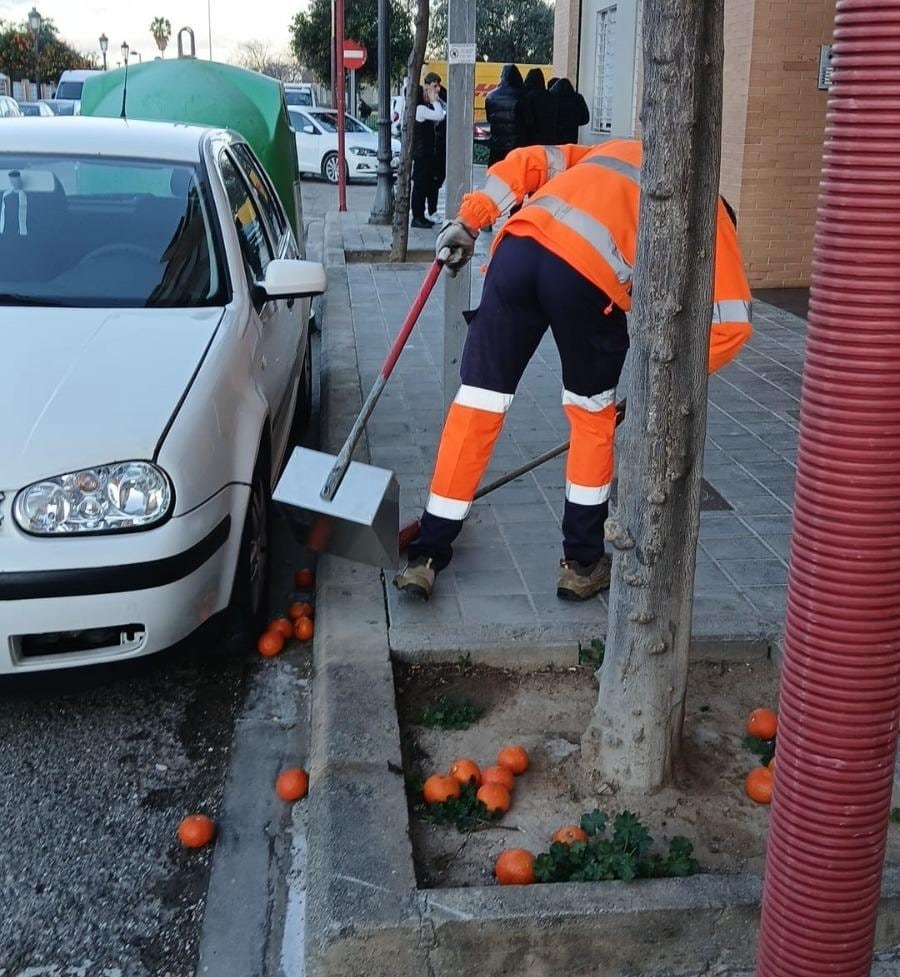 Reforzado el dispositivo para la recogida de naranjas caídas de los árboles ornamentales