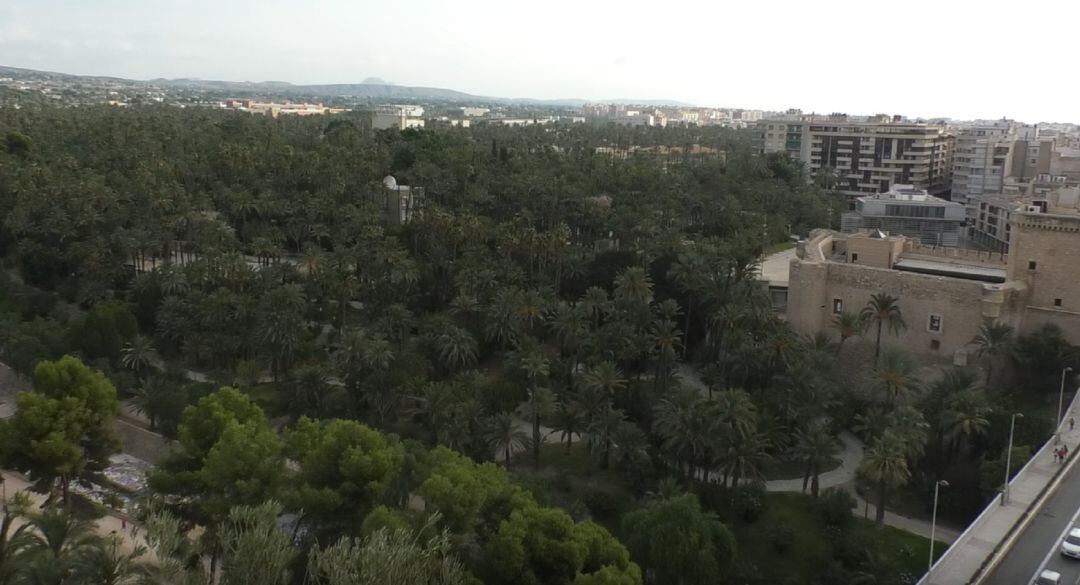 Palmeral de Elche