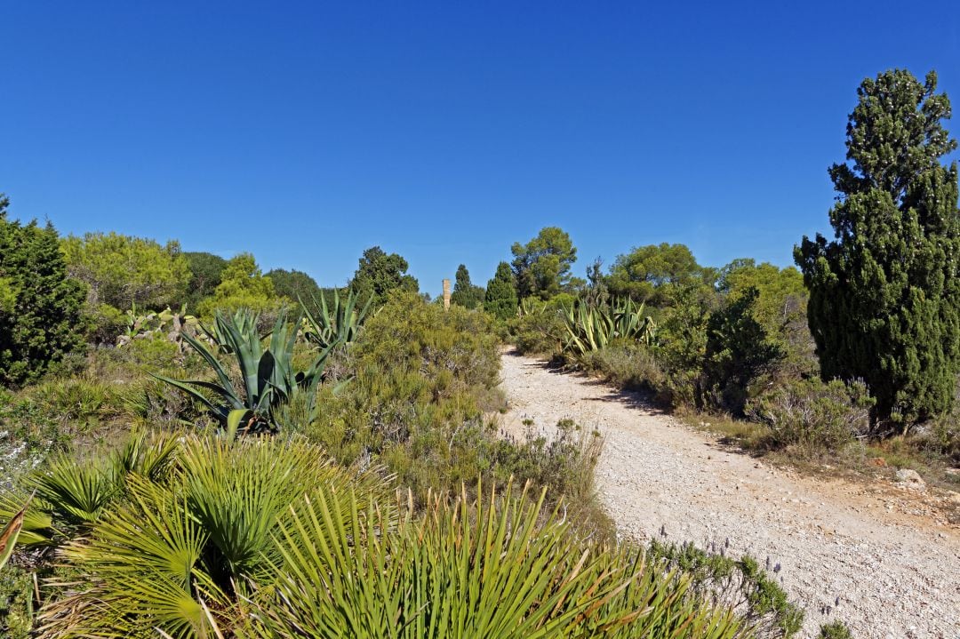 Los municipios con superficie de masa forestal de la Comunitat Valenciana se han unido para defender sus intereses. 