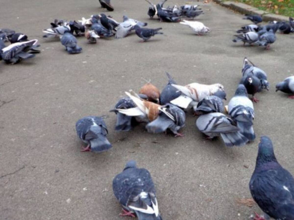 Plan municipal para luchar contra la superpoblación de palomas