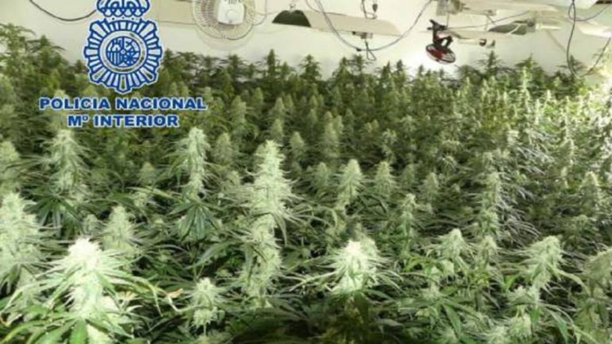 ‘Operación Viña’: 2 detenidos y 235 plantas de marihuana en Andújar