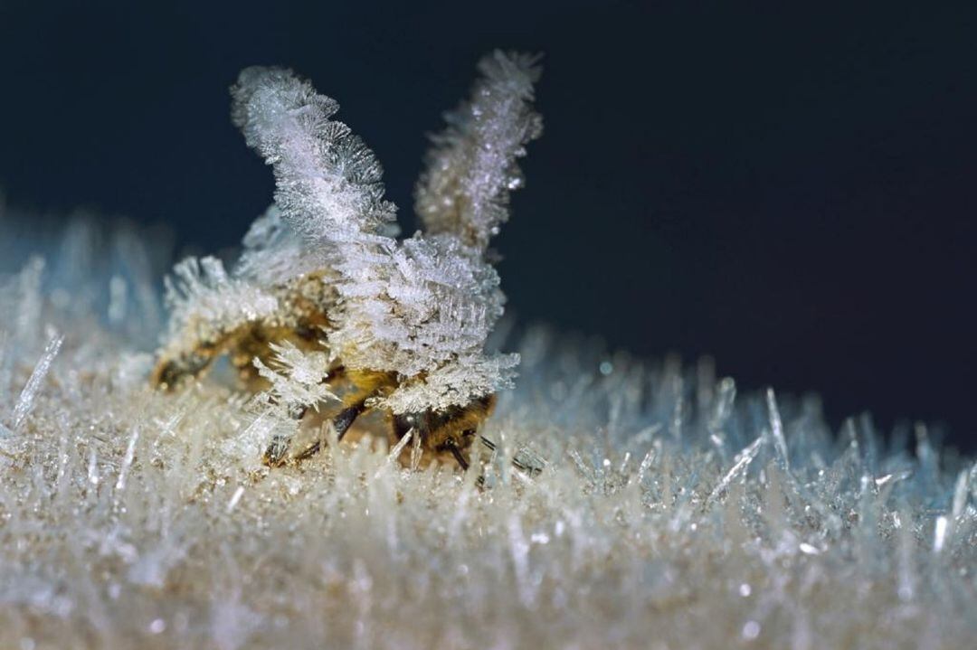 &#039;Abeja cubierta de escarcha&#039;, ganadora del Primer Premio en fotografía individual.