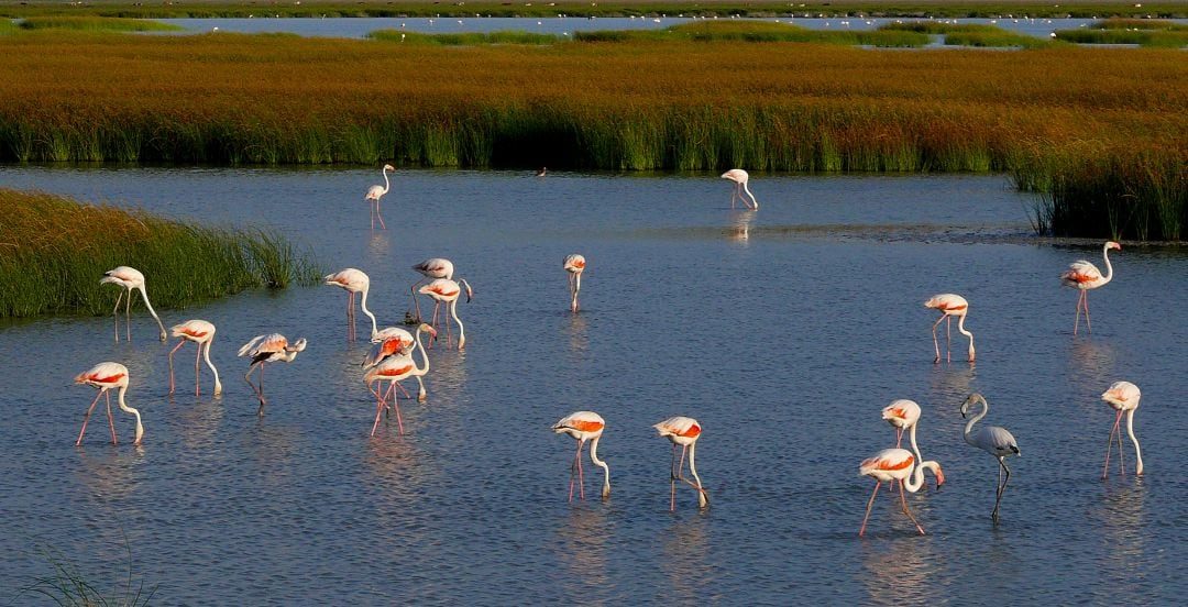 Flamencos en Doñana.