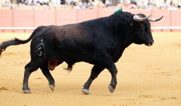 El toro &#039;Turulato&#039;, de Fuente Ymbro, uno de los destacados en la Feria de Abril 2015