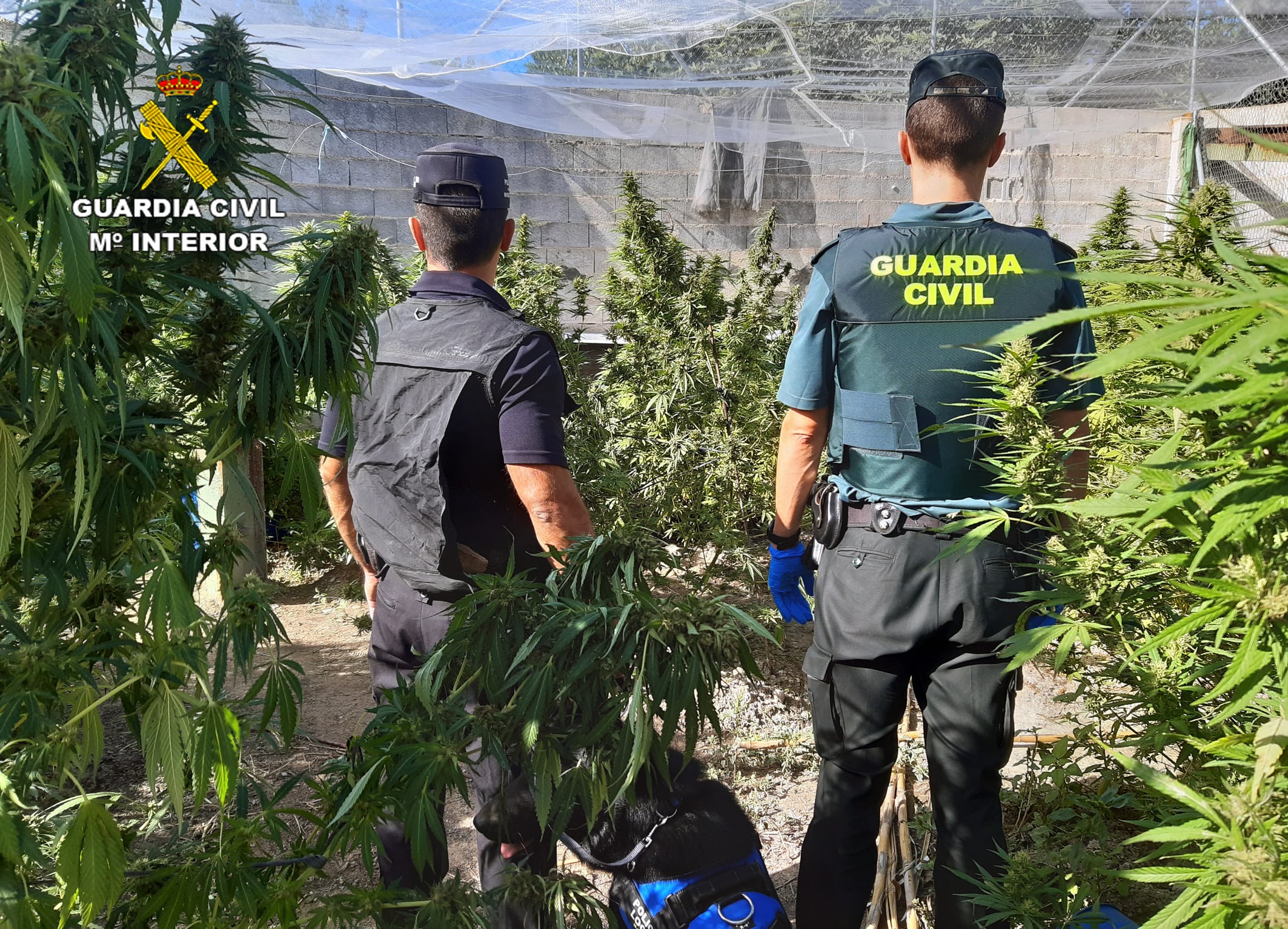 Desmantelan una plantación de marihuana en una explotación ganadera en Moratalla