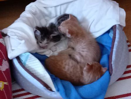 Una camada de gatos recién nacidos