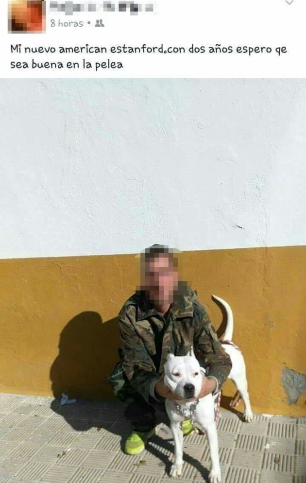 Un juzgado de Carmona (Sevilla) investiga a un usuario por subir fotografías de animales a los que , supuestamente, utilizaba en peleas