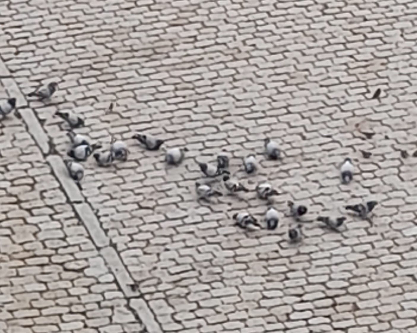 Palomas en Ávila