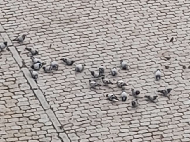 Palomas en Ávila