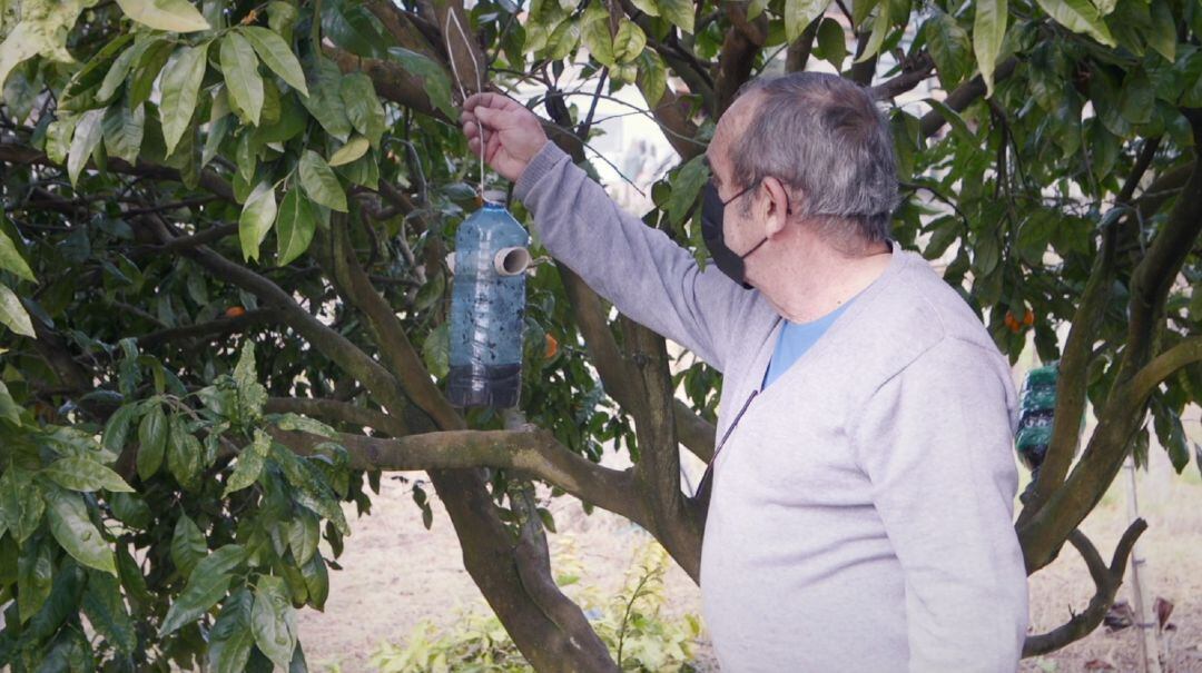 Un apicultor colocando una trampa para la avispa asiática en O Rosal.