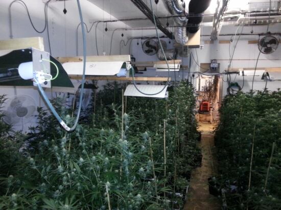 Imatge de la sofiticada plantació de marihuana, la més grand e Catalunya, que han trobat a una nau industrial abandonada del Poblenou