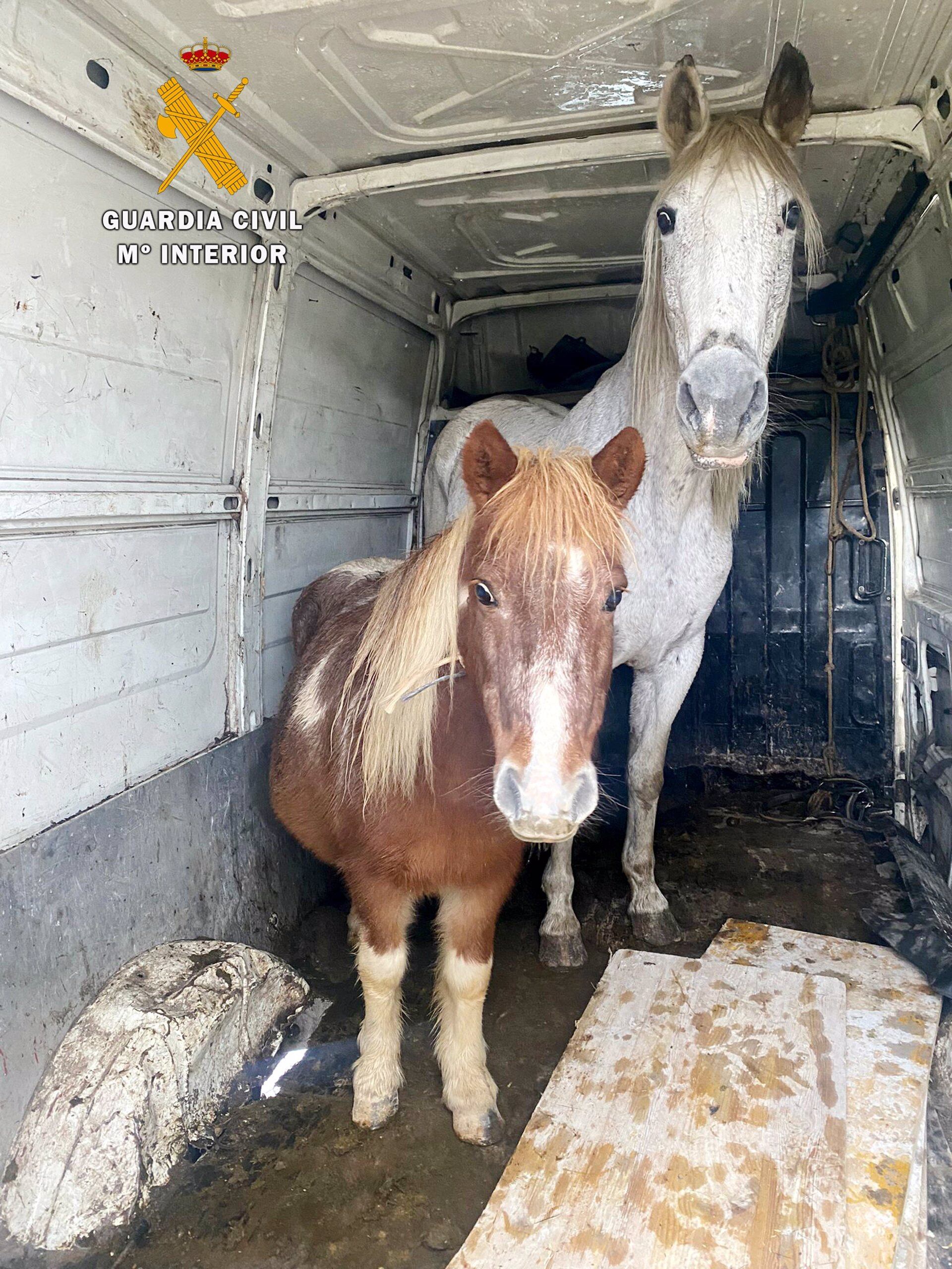 Equinos recuperados - Guardia Civil